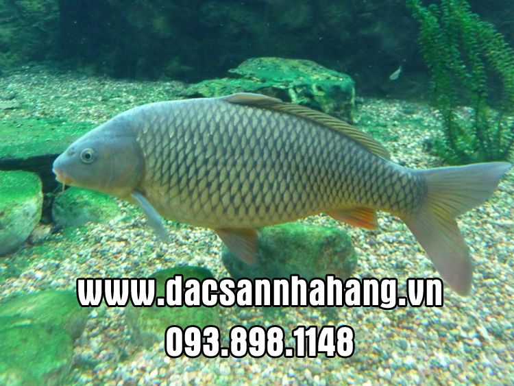 Bán cá hô , cá chép giòn , hải sản tươi sống - 2