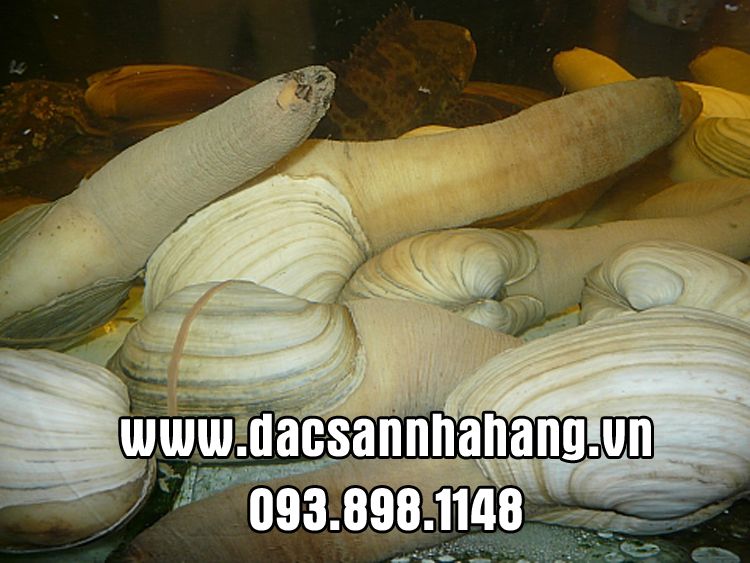 Bán cá hô , cá chép giòn , hải sản tươi sống - 1