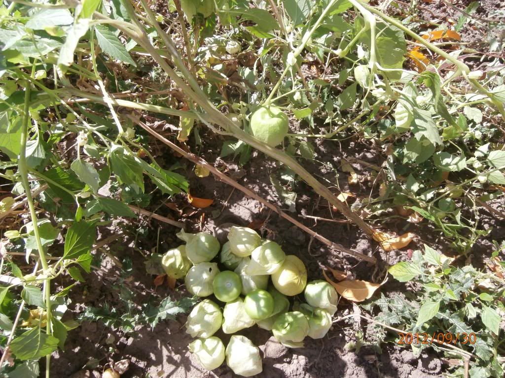 Tomatillos My Exotic Edible Garden