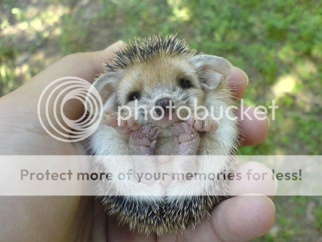  photo hedgehog feets_zpszwkcnbab.jpg
