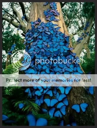 Blue Morpho Butterflies photo d6839c14-bb14-4660-b460-d63cfa920b34_zps57773a7d.jpg